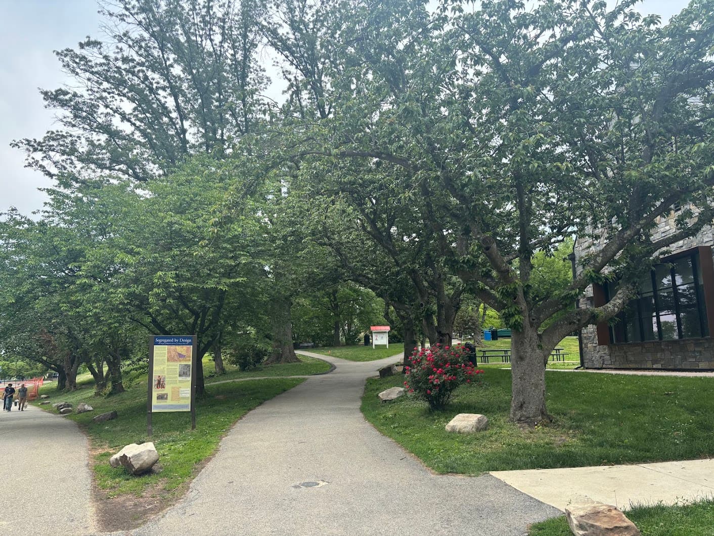 Blooming azaleas along a path in the park — native plants supporting pollinators