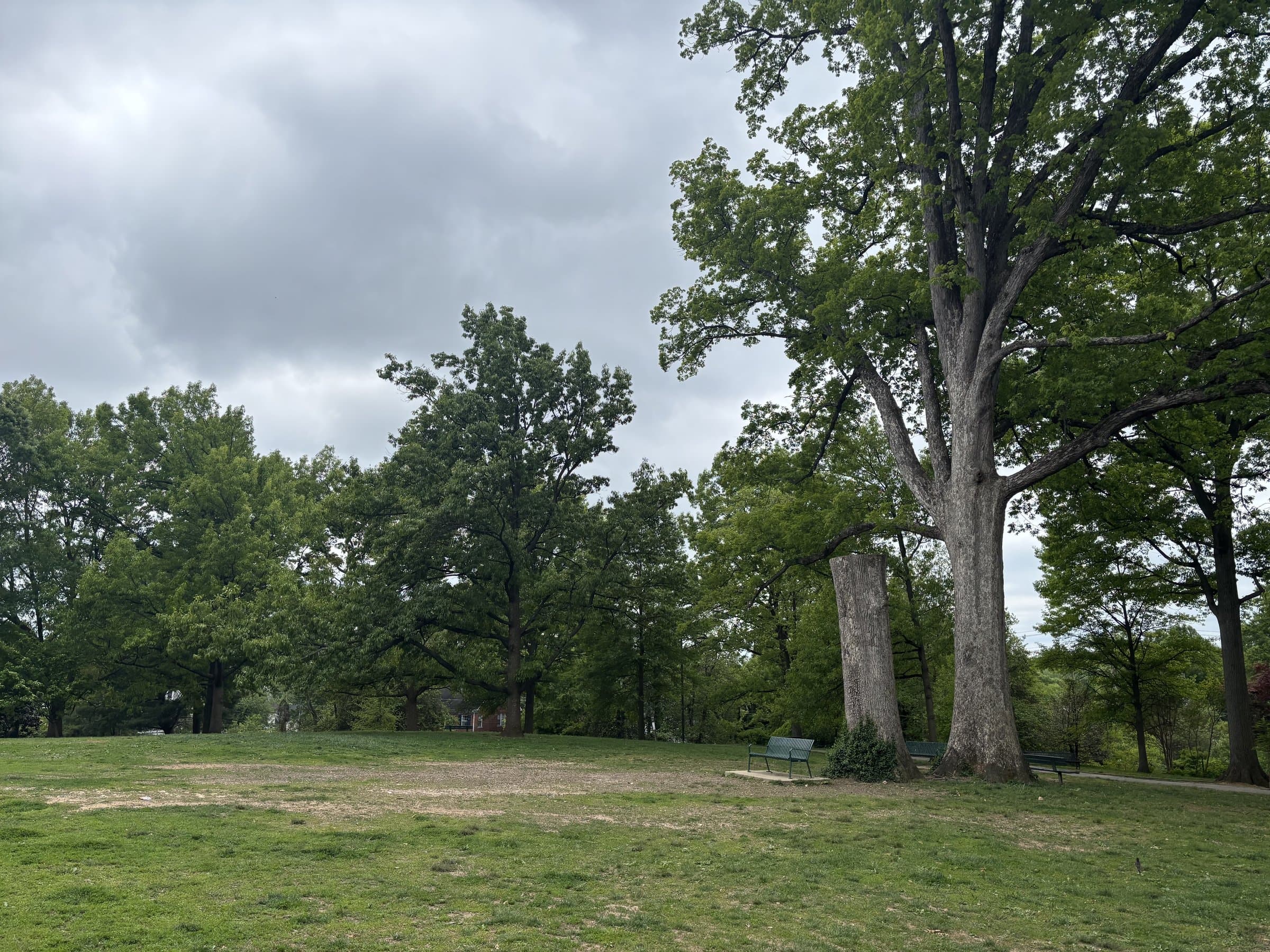 An open lawn at Lafayette-Pointer Park with mature trees and a park bench